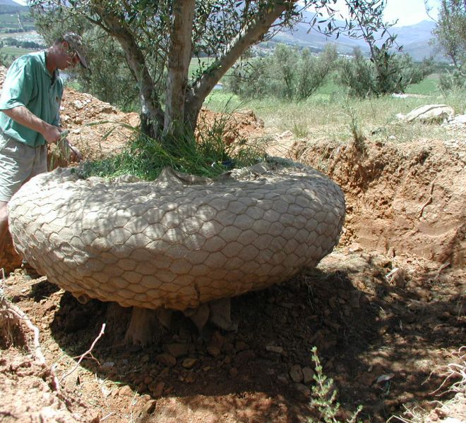 olive-rootball-prep